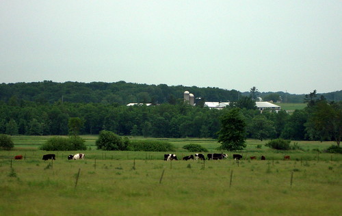trees tree wisconsin barn cows farm silo lynn ag greenery silos agriculture wi agricultural holstein fencepost