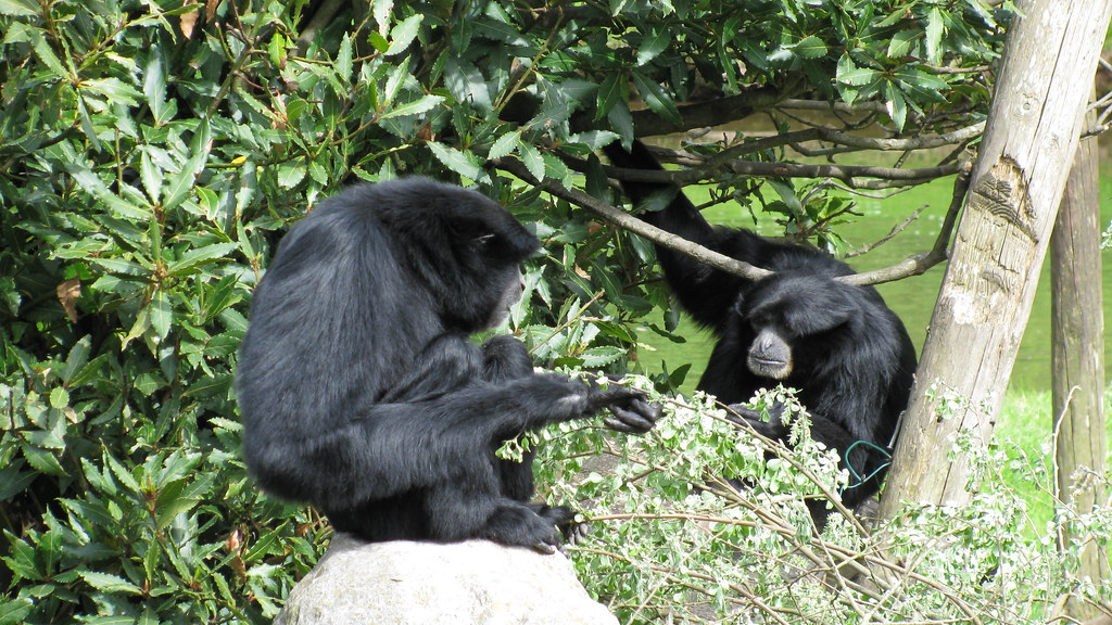 Gibbons in discussion