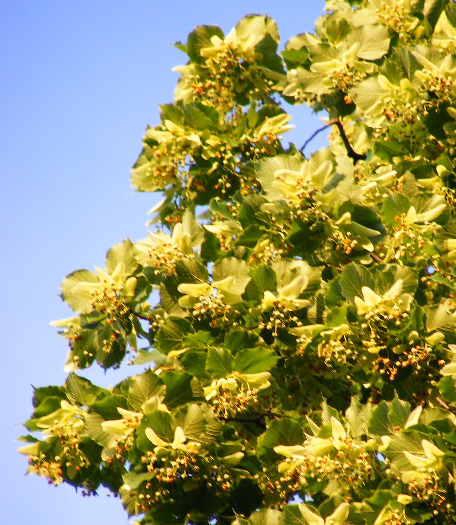 hársfavirág | A Linden Tree- or Lime Tree if you are from th… | Flickr