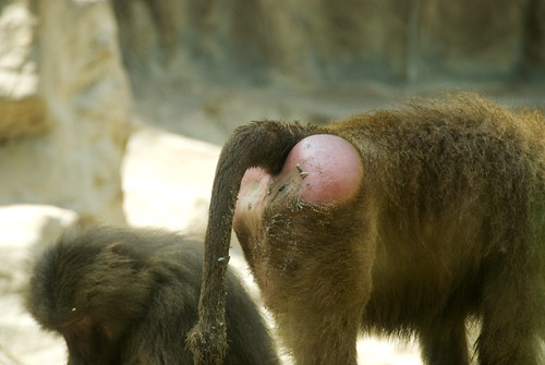 baboon behind | [See The Animal Kingdom set here] | cactusbeetroot | Flickr