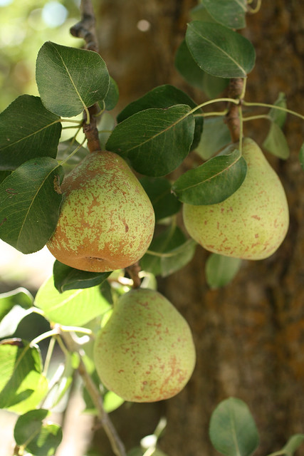 Three Pears in a Pear Tree