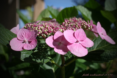 pink flowers nature canon garden blossoms bloom hydrangea june09 faithunlimited