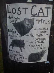 Another Lost Cat