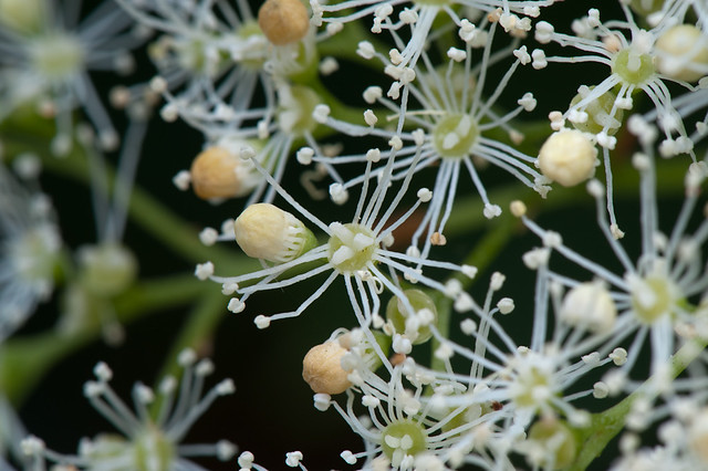 Hydrangea anomala: fertile flowers