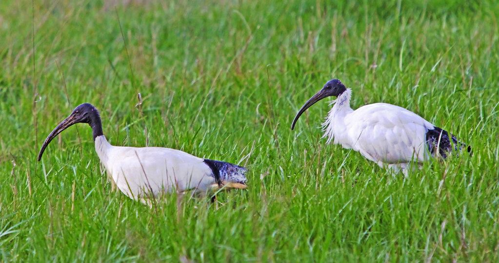 Australian White Ibises : 1 filthy, 1 meticulously tidy.