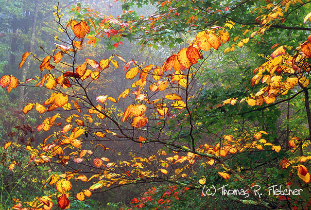 Monongahela National Forest, Webster County, autumn