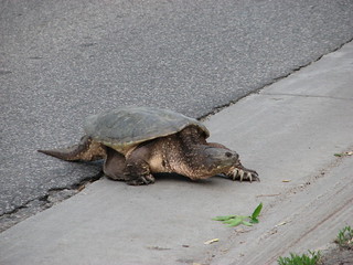 Snapping turtle crossing Minnehaha | by tbone_sandwich