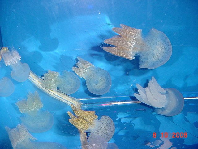 Sea World - Jelly Fish