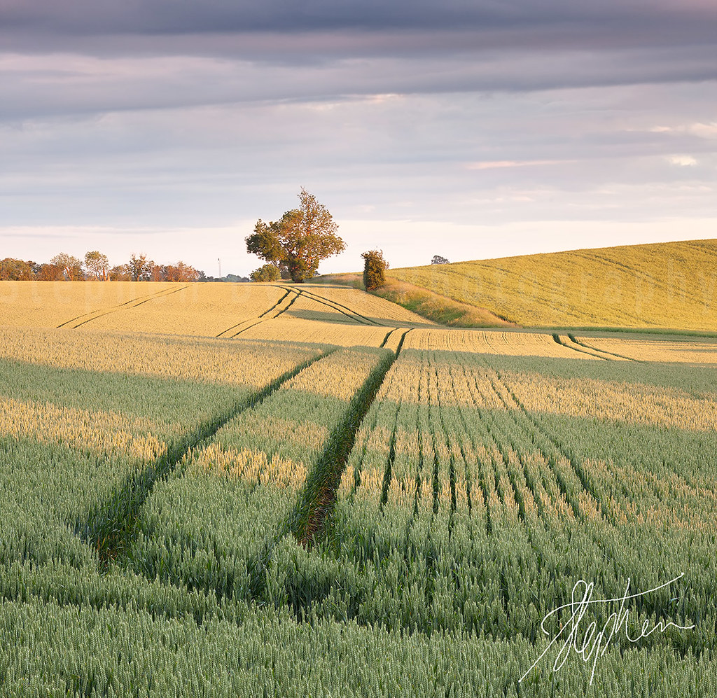Summer Wheat by Pixelda