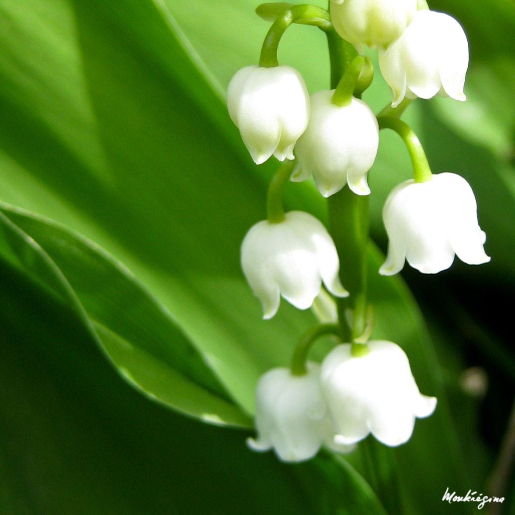Muguet - Lily of the Valley | Convallaria majalis (Asparagac… | Flickr