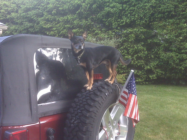 Chico Bear on the Jeep spare tire