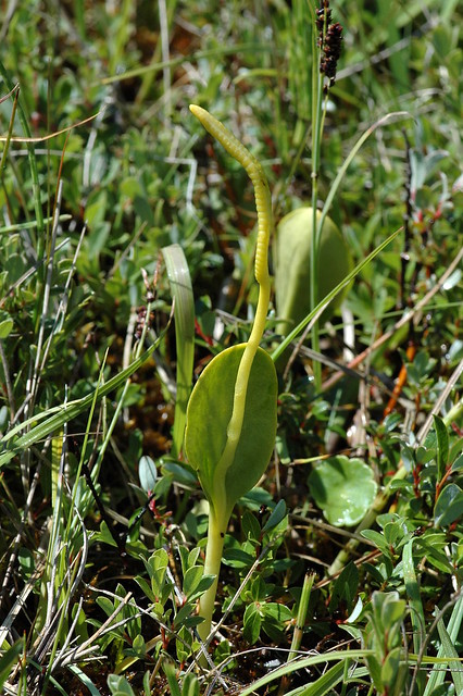 Ophioglossum vulgatum (Southern adderstongue / Addertong) 0879