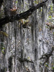 Close up of epiphytes covering trees - árboles con muchos epifitos; camino de Salamá hacia Pantin via Finca Cachil, Baja Verapaz, Guatemala