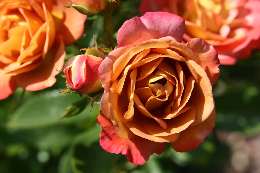 Brownish-pink | An atypical, though spiffy, color for a rose… | Quinn ...