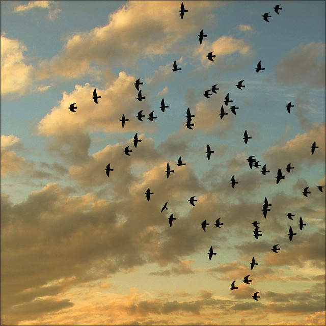 In flight formation…