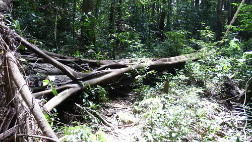 Wed, 07/09/2008 - 12:21 - Tree fall in the 24-ha plot. Wet seasonal evergreen forest.
Credit: CTFS