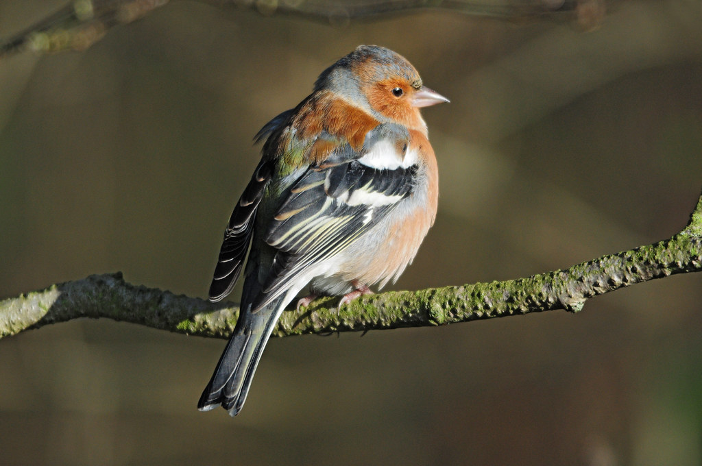 Chaffinch (Fringilla coelebs) Male on a Branch at Far Ings