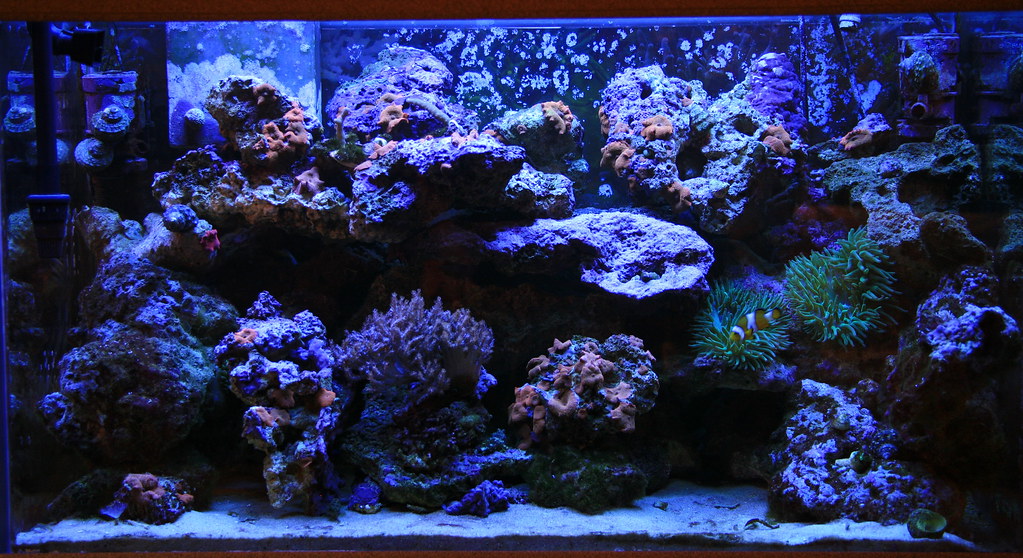 70gl. Reef Tank