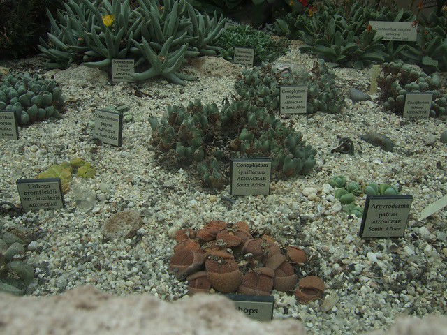Various Lithopic flora