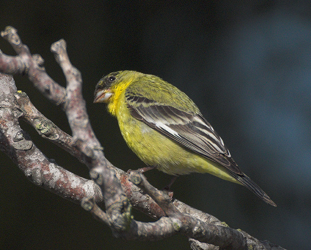 The Lesser goldfinch