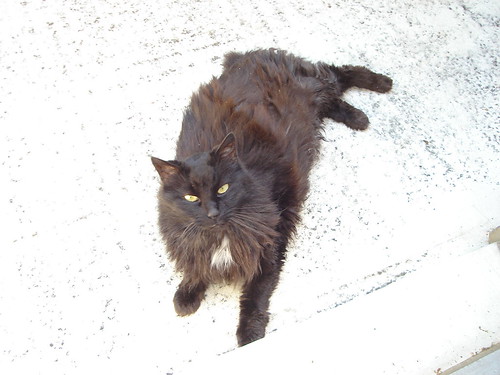 Othello 1.7.06 | by Chat Malicieux