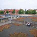 Augustenborgs botaniska takträdgård 