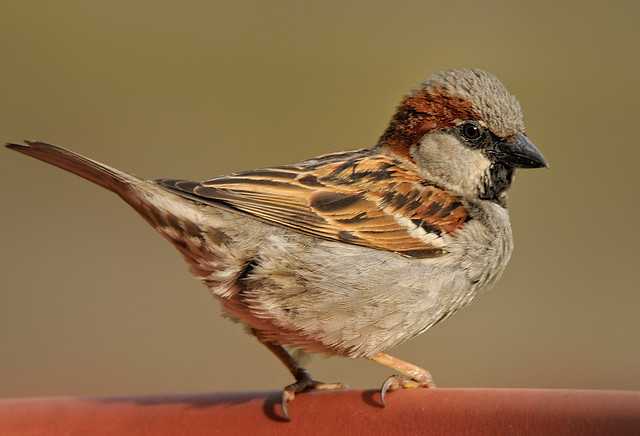 Male House Sparrow on Birdbath