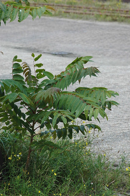 Ailanthus altissima (Glandulous-leaved Ailante / Hemelboom) 5007