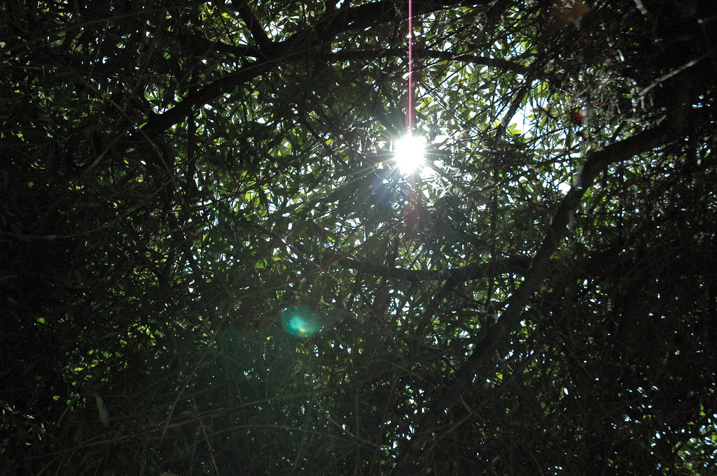 Foliage