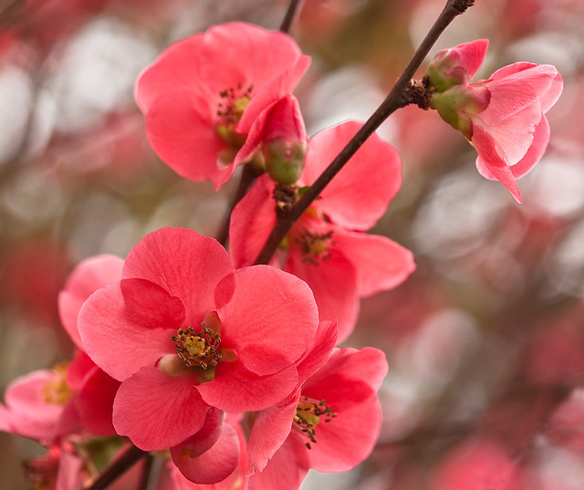 Flowering Quince (edited)