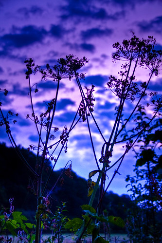 sunset flower nature field natur feld wolken sonnenaufgang hdr aumühle theunforgettablepictures canon40d platinumheartaward sigma1820013563 platinumpeaceaward blichb