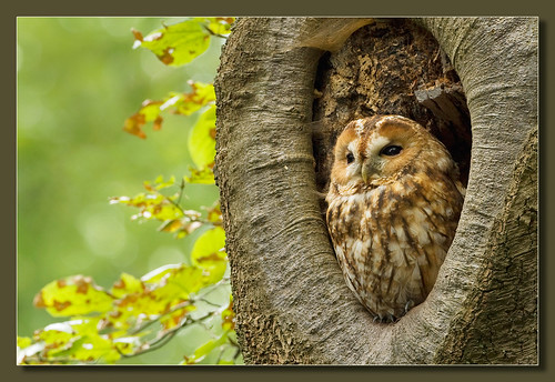 Tawny Owl | by hvhe1
