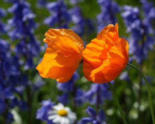Poppies with Bluebells by algo