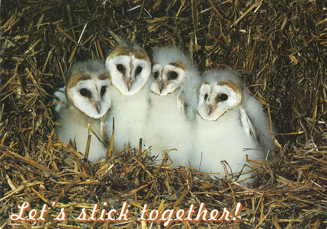 Barn Owl Chicks Postcard