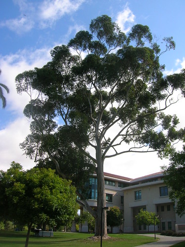 Climbing Tree Cal Poly SLO | by CP68-73