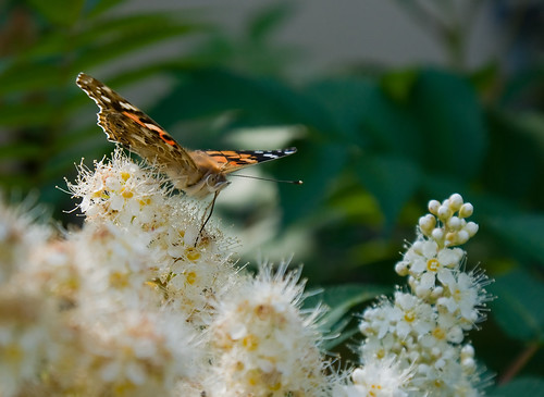A painted lady butterfly by s.autio