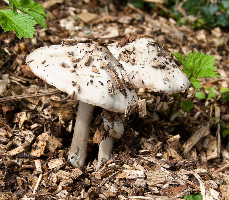Mushroom