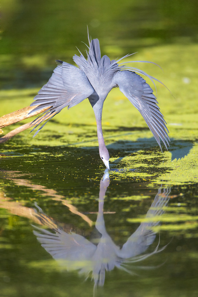 Rips Rookery little blue heron - egretta caerulea | rip's rookery | Darlene Boucher ...