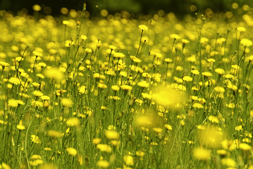 flowers field yellow stars skynoir bybilldickinsonskynoircom