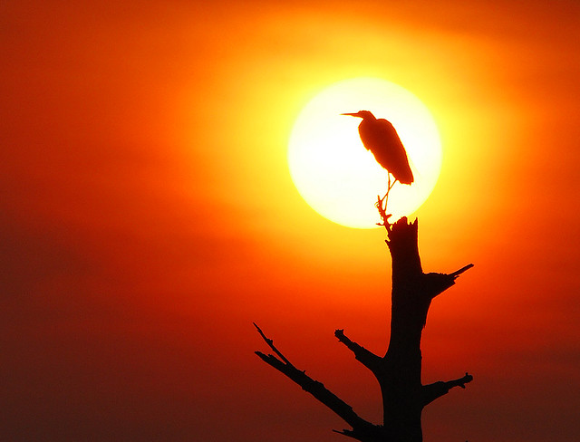 Egret sunrise