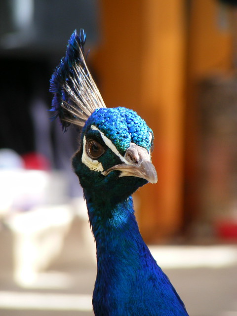 Indian peacock (Pavo cristatus) male