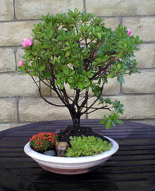 bonsai pot, flower pot, garden pot, ceramic pot www.tootallspottery (87)