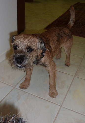 Border  Terrier and the Vacuum  Monster | by MizieB