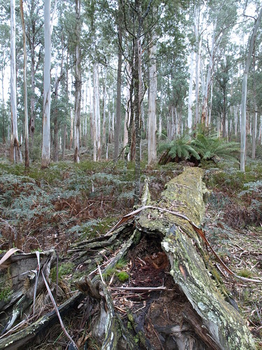 forest geotagged australia newsouthwales aus southeastforestsnationalpark geo:lat=3700384833 geo:lon=14938507000 waratahgully