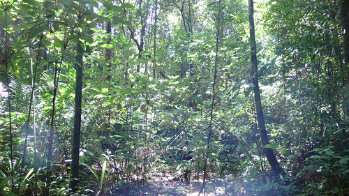Wed, 07/09/2008 - 12:07 - 24-ha plot. Wet seasonal evergreen forest.
Credit: CTFS