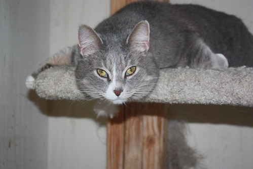 Tabitha | by jmcmanus2006