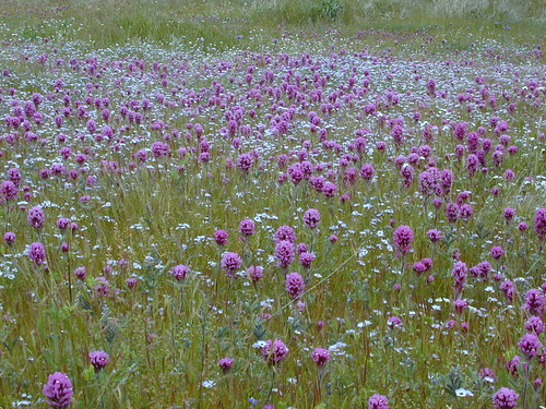 Kernville Wildflowers