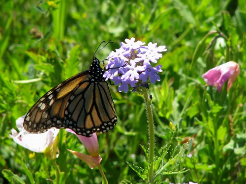 flower butterfly texas monarch ghosttown wildflower purpleflower kimball verbena monarchbutterfly centraltexas danausplexippus prairieverbena glandulariabipinnatifida bosquecounty mlhradio kimballscrossing