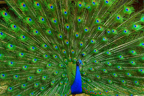 Peacock, the Indian national bird. by Chandravir Singh