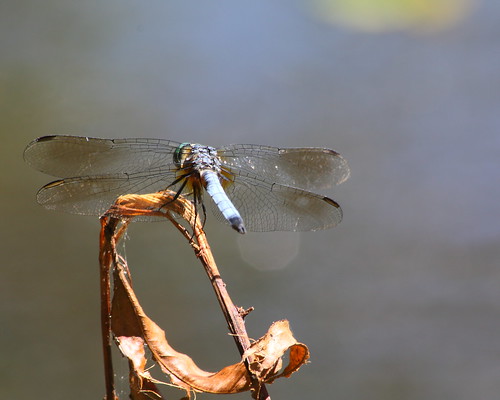 water nc wings dof dragonfly bokeh northcarolina blackmountain koa buncombecounty bej davidhopkinsphotography